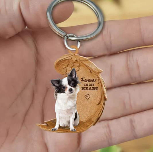 Chihuahua Czarny z białym | Na Zawsze w Moim Sercu