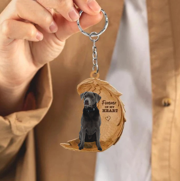 Szary Labrador Retriever | Na Zawsze w Moim Sercu
